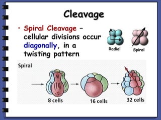 Cleavage
• Spiral Cleavage –
cellular divisions occur
diagonally, in a
twisting pattern

 