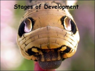 Stages of Development

 