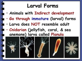 Larval Forms
•
•
•
•

Animals with Indirect development
Go through immature (larval) forms
Larva does NOT resemble adult
Cnidarian (jellyfish, coral, & sea
anemone) larva called Planula

 