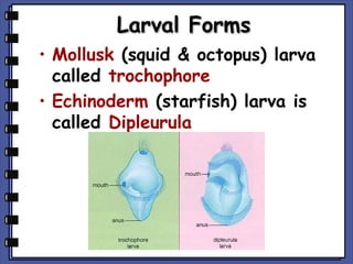 Larval Forms
• Mollusk (squid & octopus) larva
called trochophore
• Echinoderm (starfish) larva is
called Dipleurula

 