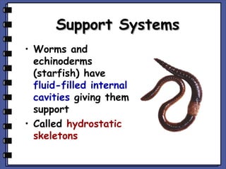 Support Systems
• Worms and
echinoderms
(starfish) have
fluid-filled internal
cavities giving them
support
• Called hydrostatic
skeletons

 