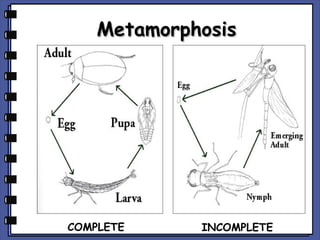 Metamorphosis

COMPLETE

INCOMPLETE

 