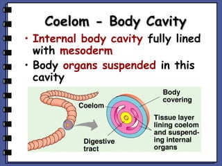 Coelom - Body Cavity

• Internal body cavity fully lined
with mesoderm
• Body organs suspended in this
cavity

 