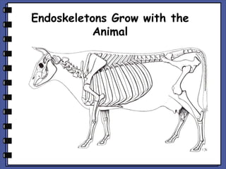 Endoskeletons Grow with the
Animal

 