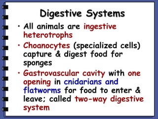 Digestive Systems
• All animals are ingestive
heterotrophs
• Choanocytes (specialized cells)
capture & digest food for
sponges
• Gastrovascular cavity with one
opening in cnidarians and
flatworms for food to enter &
leave; called two-way digestive
system

 