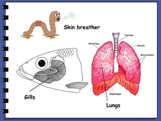 Skin breather

Gills
Lungs

 