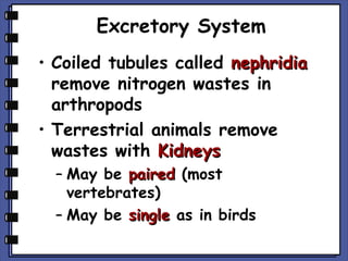 Excretory System
• Coiled tubules called nephridia
remove nitrogen wastes in
arthropods
• Terrestrial animals remove
wastes with Kidneys
– May be paired (most
vertebrates)
– May be single as in birds

 