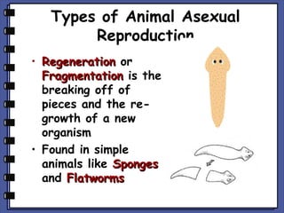 Types of Animal Asexual
Reproduction
• Regeneration or
Fragmentation is the
breaking off of
pieces and the regrowth of a new
organism
• Found in simple
animals like Sponges
and Flatworms

 
