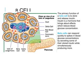 Β CELL The primary function of 
a beta cell is to store 
and release insulin. 
Insulin is a hormone that 
brings about effects 
which reduce blood 
glucose concentration. 
Beta cells can respond 
quickly to spikes in blood 
glucose concentrations 
by secreting some of 
their stored insulin while 
simultaneously 
producing more.
 