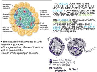 THE ΒCELLS CONSTITUTE THE
CORE OF THE ISLETS AND ARE THE
MOST ABUNDANT CELL TYPE. THE
A CELLS, COMPRISING 25% OF THE
ISLET CELL MASS, SURROUND THE
CORE AND SECRETE GLUCAGON.
THE D CELLS (5-10%) ELABORATING
SOMATOSTATIN ARE
INTERSPERSED BETWEEN THE A
CELLS. THERE ARE SOME PP (OR F)
CELLS (PANCREATIC POLYPEPTIDE
CONTAINING) ALSO.
• Somatostatin inhibits release of both 
insulin and glucagon. 
• Glucagon evokes release of insulin as 
well as somatostatin. 
• Insulin inhibits glucagon secretion. 
 