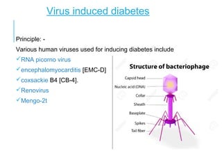Virus induced diabetes
Principle: -
Various human viruses used for inducing diabetes include
RNA picorno virus
encephalomyocarditis [EMC-D]
coxsackie B4 [CB-4].
Renovirus
Mengo-2t
 
