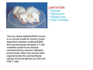 The non-obese diabetic(NOD) mouse
is an animal model for human insulin-
dependent diabetes mellitus(IDDM)
that spontaneously develops a T-cell
mediated autoimmune disease
characterized by massive infiltration
of pancreatic Islets and several other
organs(namely the submandibular
salivary & thyroid glands) by CD4 and
CD8 T cells.
LIMITATION
Ketosis
Glycosuria
Weight loss
High mortality
 