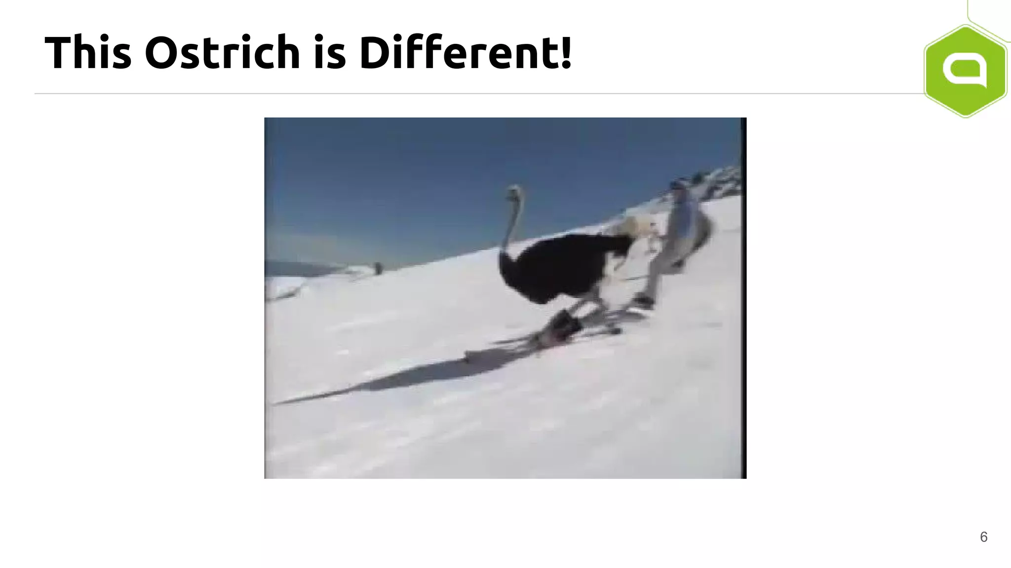 This Ostrich is Different!
6
 