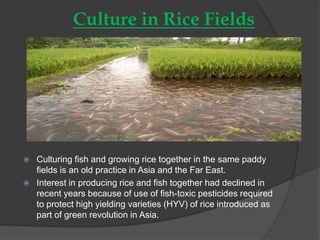 Using Fish In Rice Fields Introduction to aquaculture | PPTX
