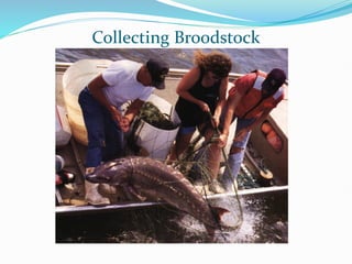 Collecting Broodstock
 
