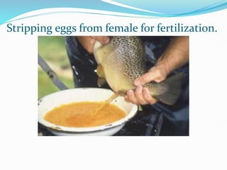 Stripping eggs from female for fertilization.
 