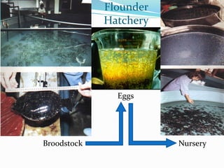 Broodstock
Eggs
Nursery
Flounder
Hatchery
 