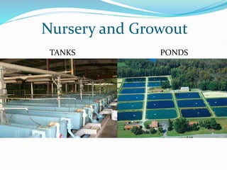 Nursery and Growout
TANKS PONDS
 