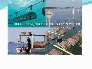 PON
SHELLFISH AQUACULTURE IN OPEN WATER
Photo credit: University of Florida IFAS Shellfish Aquaculture Extension
 