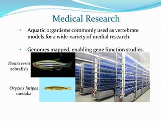 • Aquatic organisms commonly used as vertebrate
models for a wide-variety of medial research.
• Genomes mapped, enabling gene function studies.
Medical Research
Danio rerio
zebrafish
Oryzias latipes
medaka
 