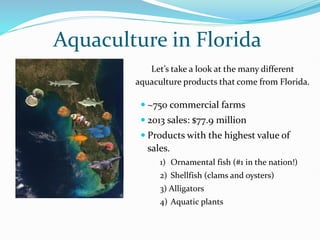 Aquaculture in Florida
Let’s take a look at the many different
aquaculture products that come from Florida.
 ~750 commercial farms
 2013 sales: $77.9 million
 Products with the highest value of
sales.
1) Ornamental fish (#1 in the nation!)
2) Shellfish (clams and oysters)
3) Alligators
4) Aquatic plants
 