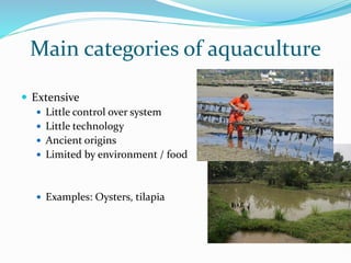 Main categories of aquaculture
 Extensive
 Little control over system
 Little technology
 Ancient origins
 Limited by environment / food
 Examples: Oysters, tilapia
 