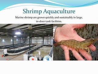 Shrimp Aquaculture
Marine shrimp are grown quickly and sustainably in large,
in-door tank facilities.
 