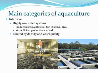 Main categories of aquaculture
 Intensive
 Highly controlled systems
 Produce large quantities of fish in a small area
 Very efficient production method
 Limited by density and water quality
 