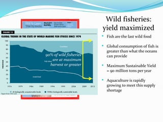 Wild fisheries:
yield maximized
• Fish are the last wild food
• Global consumption of fish is
greater than what the oceans
can provide
• Maximum Sustainable Yield
= 90 million tons per year
• Aquaculture is rapidly
growing to meet this supply
shortage
Figure from: FAO 2016
90% of wild fisheries
are at maximum
harvest or greater
 