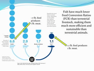 Fish have much lower
Feed Conversion Ratios
(FCR) than terrestrial
livestock, making them
much more efficient and
sustainable than
terrestrial animals.
~7 lb. feed
produces
1 lb. meat.
1.1 lb. feed produces
1 lb. meat.
Figure Credit: Malcolm Beveridge, WorldFish; Rodney Hill, University of
Idaho; Robert Swick, University of New England, Australia
 
