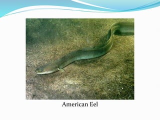 American Eel
 