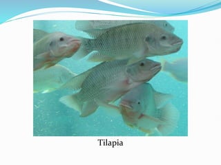 Tilapia
 
