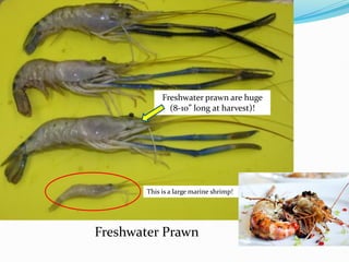 Freshwater Prawn
This is a large marine shrimp!
Freshwater prawn are huge
(8-10” long at harvest)!
 