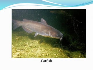 Catfish
 