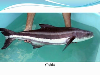 Cobia
 