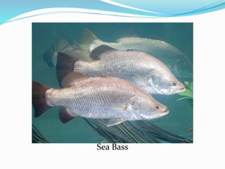 Sea Bass
 