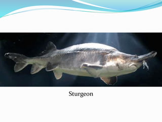 Sturgeon
 