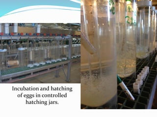 Incubation and hatching
of eggs in controlled
hatching jars.
 