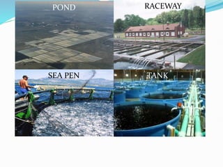 POND RACEWAY
CAGE
SEA PEN TANK
 