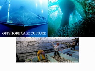 OFFSHORE CAGE CULTURE
Photo credit: Monterey bay Aquarium
 