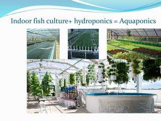Indoor fish culture+ hydroponics = Aquaponics
 