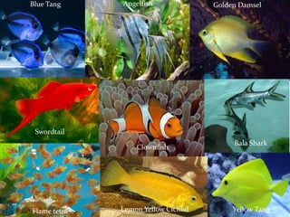 Aquaculture in Florida
Ornamental fish produced in Florida...hundreds of marine
and freshwater species! Too many to name them all!
Blue Tang Golden Damsel
Yellow Tang
Angelfish
Swordtail
Clownfish
Lemon Yellow Cichlid
Bala Shark
Flame tetra
 