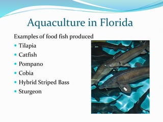 Aquaculture in Florida
Examples of food fish produced
 Tilapia
 Catfish
 Pompano
 Cobia
 Hybrid Striped Bass
 Sturgeon
 