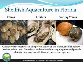 Shellfish Aquaculture in Florida
Clams Oysters Sunray Venus
Considered the most sustainable protein source on the planet, shellfish remove
detrimental nutrients from the coastal waters where they are grown and provide
habitat to dozens of juvenile fish and invertebrate species.
 