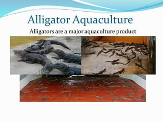 Alligator Aquaculture
Alligators are a major aquaculture product
 