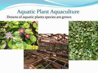 Aquatic Plant Aquaculture
Dozens of aquatic plants species are grown
 