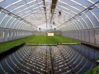 Aquaponics in Florida
 Aquaponics is the symbiotic cultivation of plants and aquatic animals.
 Plants can be grown using the nutrient rich water from aquatic animal waste.
 In turn, the plants return much needed oxygen to the water, allowing the
animals to thrive.
 