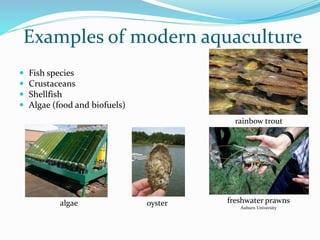 Examples of modern aquaculture
 Fish species
 Crustaceans
 Shellfish
 Algae (food and biofuels)
rainbow trout
freshwater prawns
Auburn University
oyster
algae
 