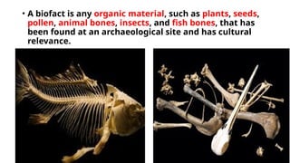 • A biofact is any organic material, such as plants, seeds,
pollen, animal bones, insects, and fish bones, that has
been found at an archaeological site and has cultural
relevance.
 