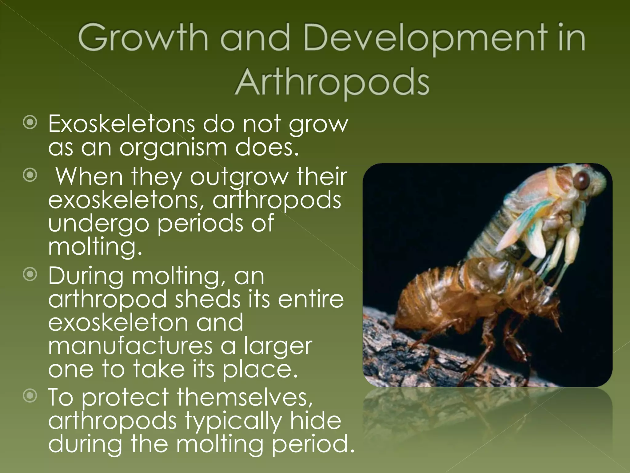 CH 28 Introduction To Arthropods | PPT